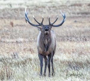 Elk bugling